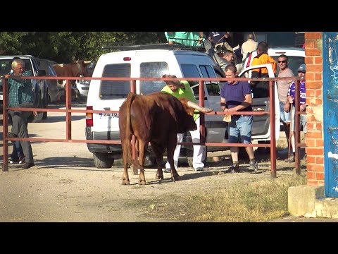 Encierro con Toros Bravos Nava de la Asunción 2022