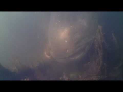 Wels Wakenitz Lübeck