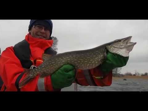 Fabula Nature - #2 Suurhaukea pyytämässä, 2014