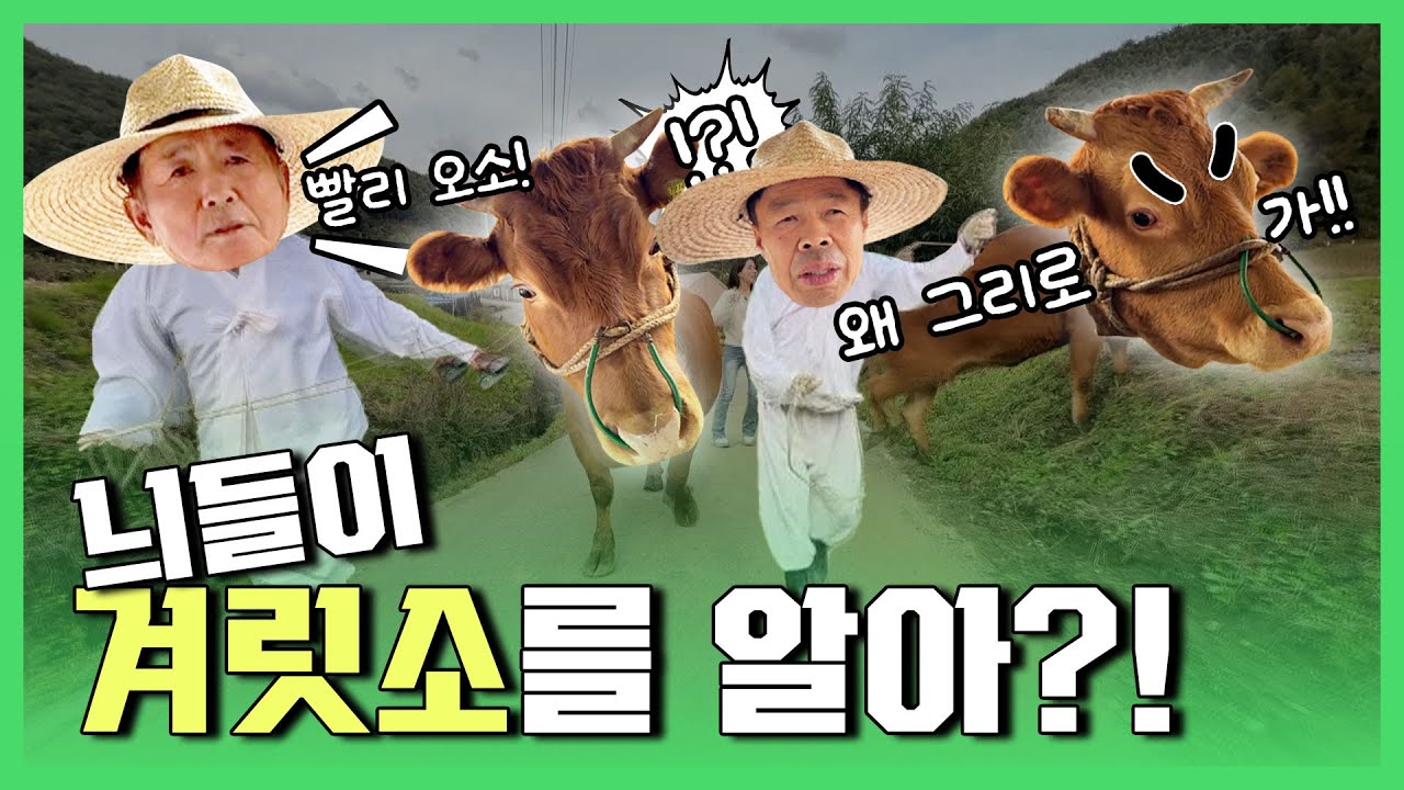 우리 귀여운 안소와 마라소 보고가세요~🐂 [강원365]