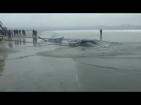 Whale dies on Chile beach
