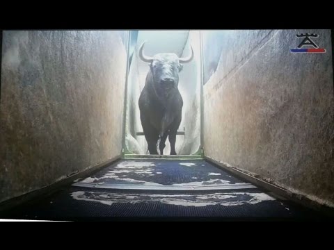 Embarque de los toros para Istres visto con los ojos de Victorino Martín.
