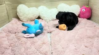 ハーフ犬の動画01