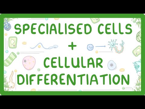 GCSE Biology - Differentiation and Specialised Cells #10