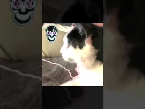 Gordi Larga @Feliboy