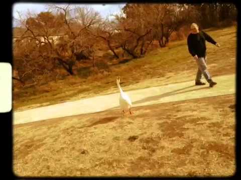Adrian and the Sickness vs a Goose