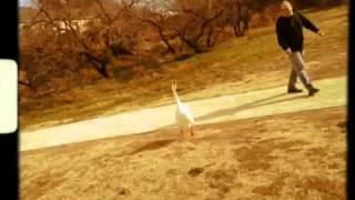 Adrian and the Sickness vs a Goose