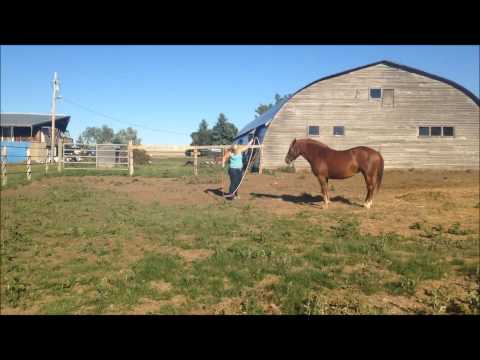 Canadian Mare for sale