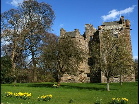 Daffodils Elcho Castle Perthshire Scotland