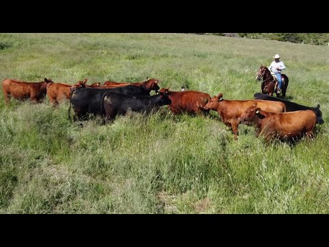 P202 Angus El Sauz and its large beef cattle.