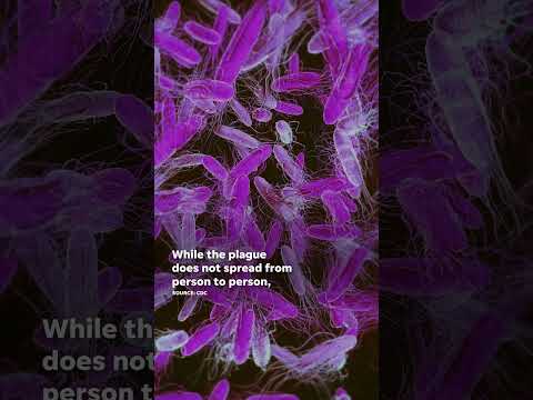 Why bubonic plague lingers in US: 'Black Death' symptoms and treatment. #Shorts
