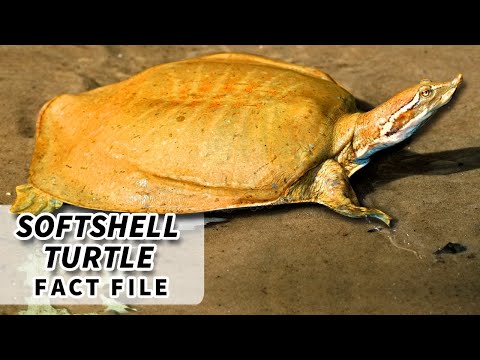 , title : 'Softshell Turtle Facts: BIGGEST freshwater TURTLE | Animal Fact Files'