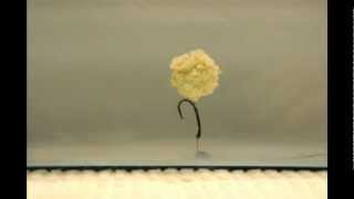 Pasta solubila pop-up - derulare rapida