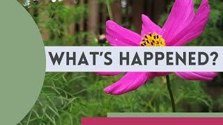 What to do first after a holiday away from your garden