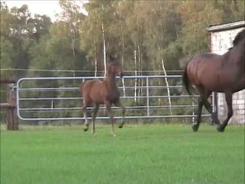 "Next Blueberry" Hengstfohlen von NEGRO