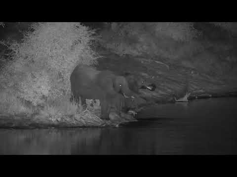 Djuma: Elephants come for night time drink - 13::30 - 04/21/20
