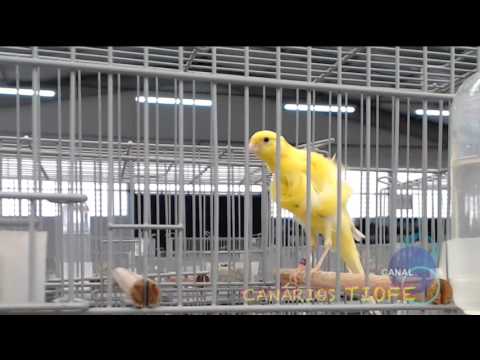 CP 0406 - FRISADO DO NORTE FUNDO INTENSO PINTADO  - FR NT FD IN PI