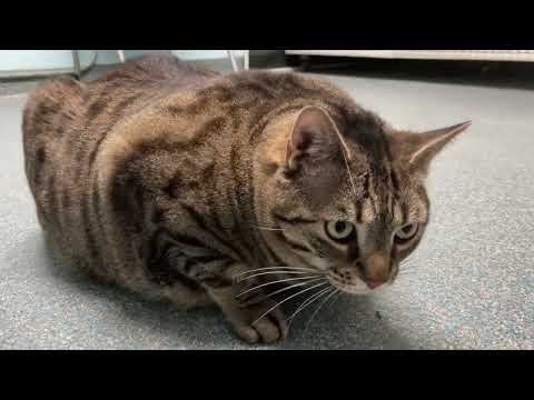 Ninja -Hunk of Love , an adopted Domestic Short Hair in Clifton, NJ_image-1