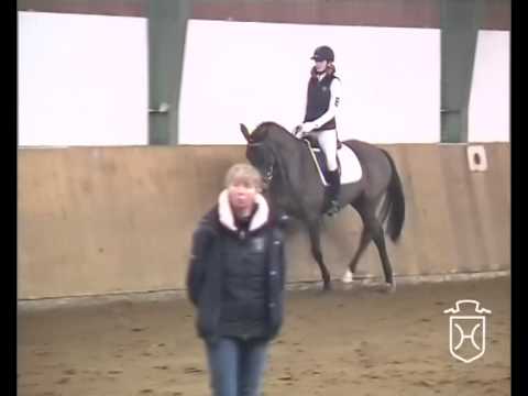 Holsteiner Stute von Cassito - Pershing - La Zarras