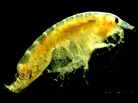 copepopds in reef tank: white bugs in aquarium: algaebarn pods