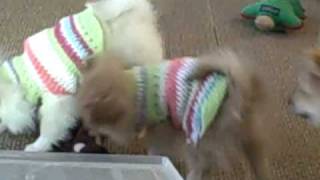 preview picture of video 'Baby poms hate their sweaters'