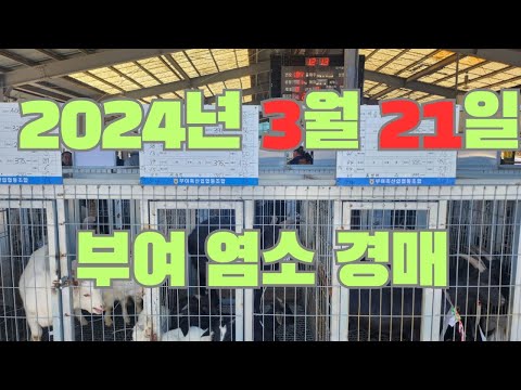 , title : '2024년 3월 21일 부여축협 염소경매'