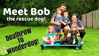 Meet King Bob: Rescue Pitbull from Death Row to Family Wonder dog!