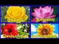 மலர்களின் பெயர்கள் பூக்களின் பெயர்க�