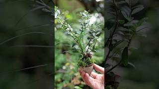 秋口、育ちすぎたツゲのおちょこミニ盆栽  #bonsai #盆栽 #garden