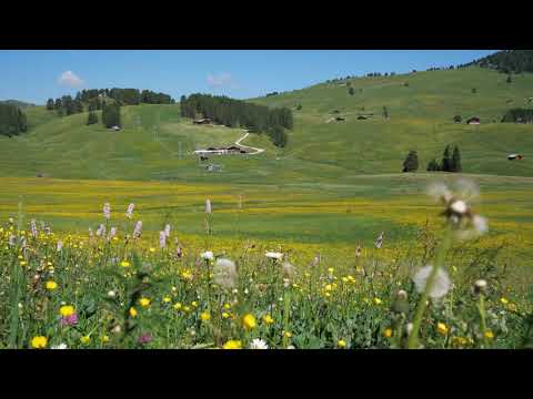 1 Hour 4K Cicada Bug Sound Noise Chirping Clip Effect for meditation and sleeping