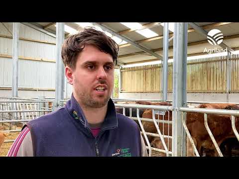 Buildings Focus: New slatted unit with creep & calving area for expanding suckler herd in Co. Galway