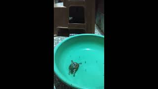 preview picture of video 'Baby Turtle #Turtle #babyturtle #animals'