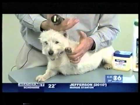 How to Protect Your Dog from Road Salt