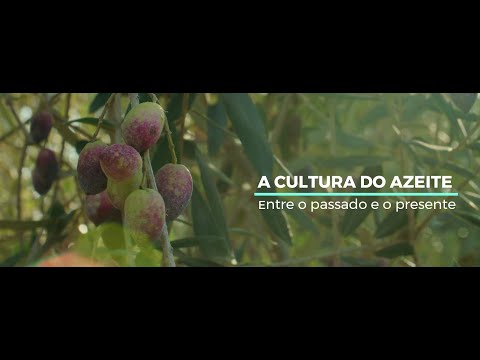A cultura do azeite: Entre o passado e o presente