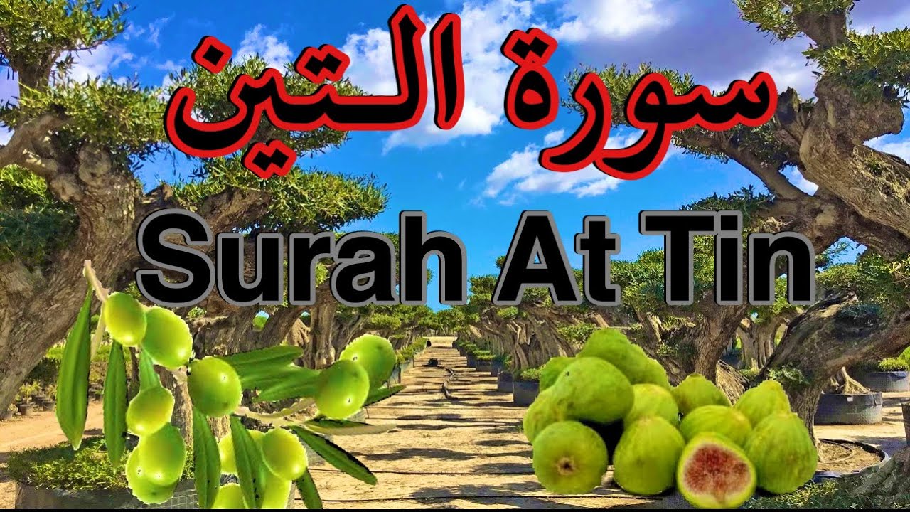 Surah At Tin 95 سورة الـتين Arabic u0026 English translation Text