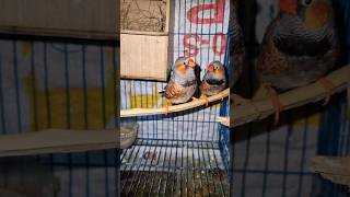 Download lagu Suara burung pipit zebra #pendek #pendek #pipit #burungpipit #burung #anakburung #kandangburung #burung_sangkar #burung_kecil mp3