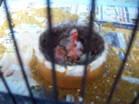 Canary (Red Factor) Chicks in the Nest