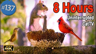 8 Hours of Birds 🐦 and Squirrels 🐿TV for Cats 😻 Uninterrupted CatTV Merry Christmas!