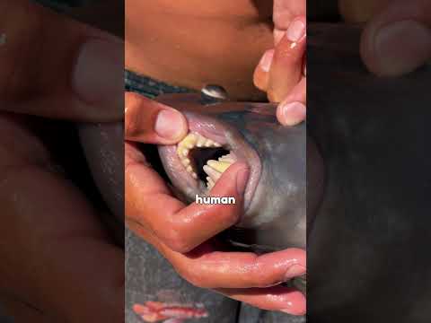 Why Divers Are SO Afraid of This Fish