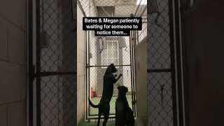 Video preview image #1 American Staffordshire Terrier-Unknown Mix Puppy For Sale in Huntley, IL, USA