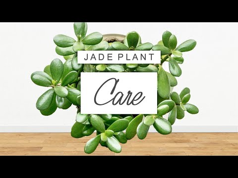 Jade Plant Care 🌱 Tips + Tricks For Crassula Ovata And PROPAGATION GUIDE!
