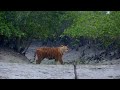 Land Of The Swamp Tiger Feared Loved Worshipped Sundarbans Tiger RoundglassSustain