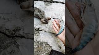 Download lagu anak kucing makan udang#shorts #kitten#udang#hasilmancing #viral mp3