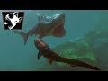LE RETOUR DU DUNKLEOSTEUS - Feed And Grow #54 (FR) LE RETOUR DU DUNKLEOSTEUS - Feed And Grow #54 (FR)