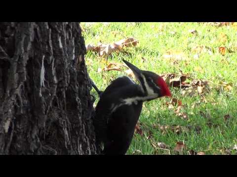 Pileated Woodpecker (Picidae: Dryocopus pileatus) Close-up