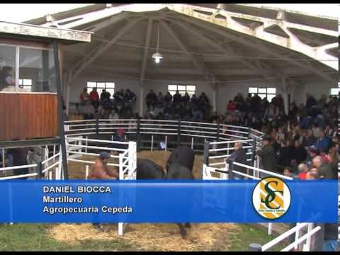 DANIEL BIOCCA - Cabaña: San Agustin de Hurtado - Agropecuaria Cepeda - Tres Arroyos - 11/09/2013