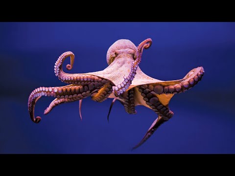 Getting The Hoodoo Skin And Colin The Colossus For Free In Hungry Shark World