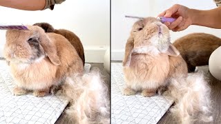 Bunny LOVES to get groomed!