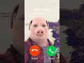 Call Johnnnn Pork Pigs Shorts