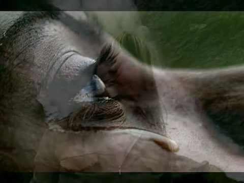 CREION - PARTAJ (TATIANA STEPA si MAGDA PUSKAS) & TCHA LIMBERGER